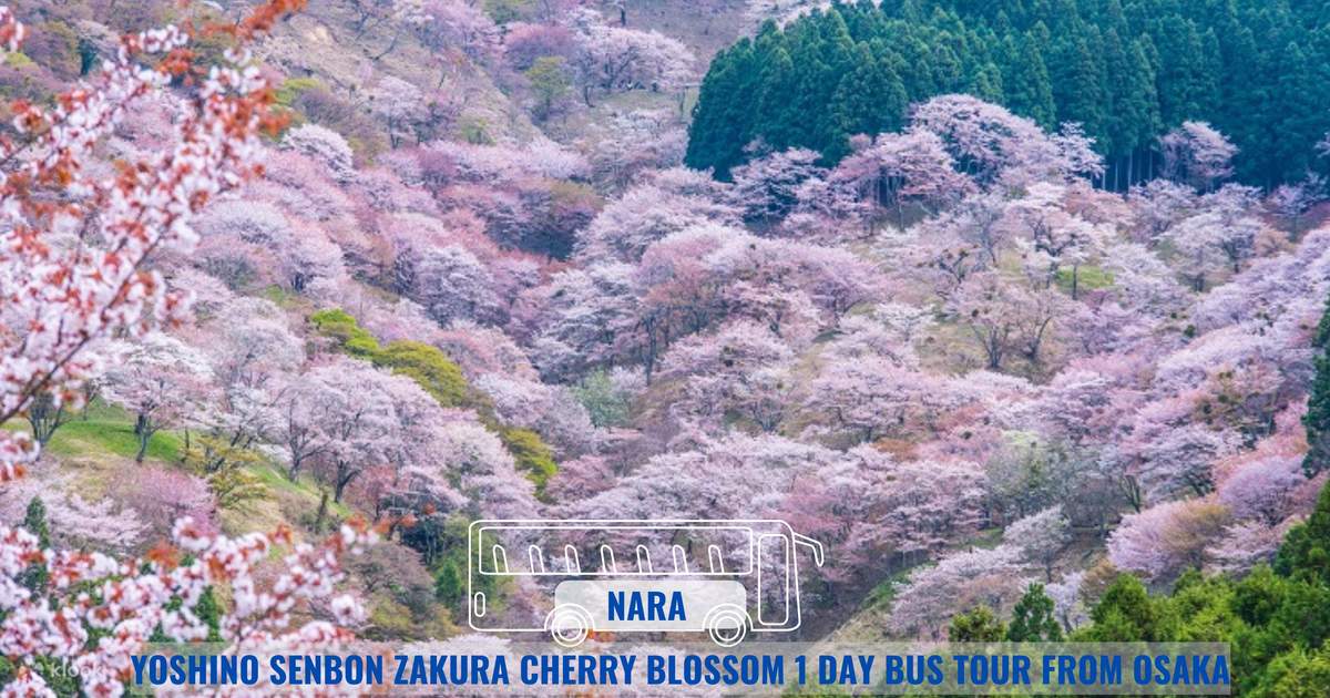 Asuka Strawberry Picking Park and Mount Yoshino Join In Bus Tour